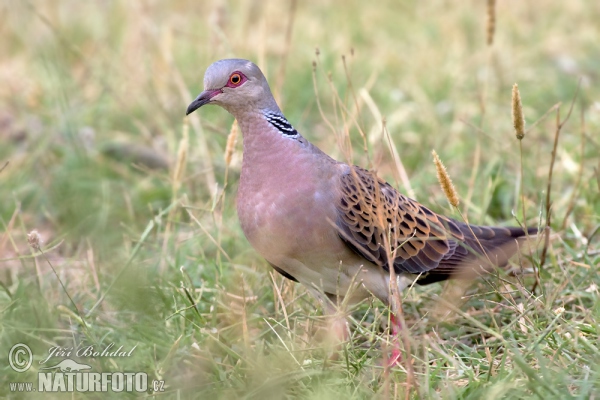 Hrdlička divoká (Streptopelia turtur)