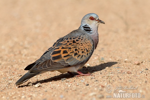 Hrdlička poľná (Streptopelia turtur)