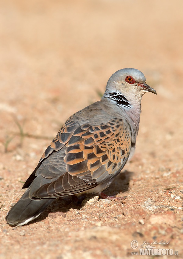 Hrdlička poľná (Streptopelia turtur)