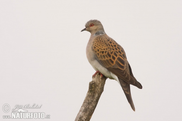 Hrdlička poľná (Streptopelia turtur)