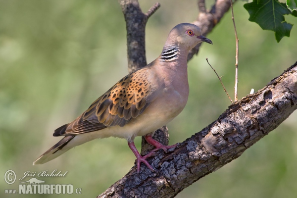 Hrdlička poľná (Streptopelia turtur)