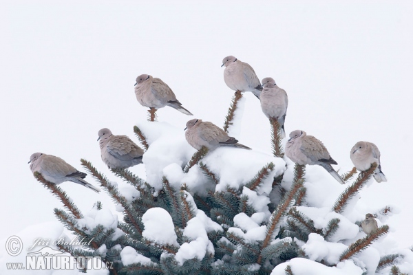 Hrdlička záhradná (Streptopelia decaocto)