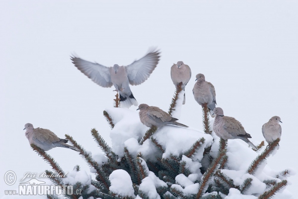 Hrdlička záhradná (Streptopelia decaocto)