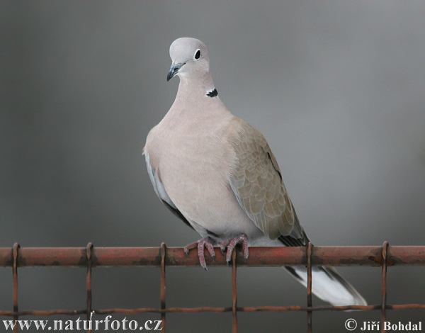 Hrdlička záhradná (Streptopelia decaocto)