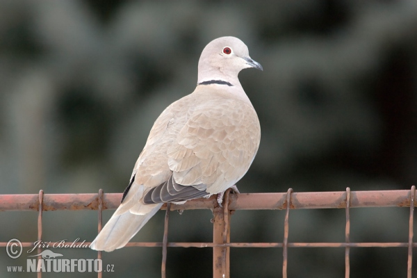 Hrdlička záhradná (Streptopelia decaocto)