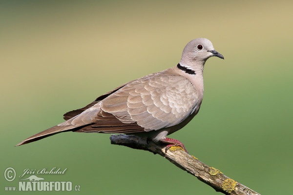 Hrdlička záhradná (Streptopelia decaocto)