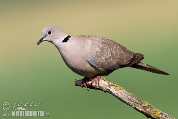 Hrdlička záhradná (Streptopelia decaocto)