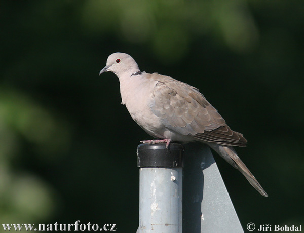 Hrdlička záhradná (Streptopelia decaocto)