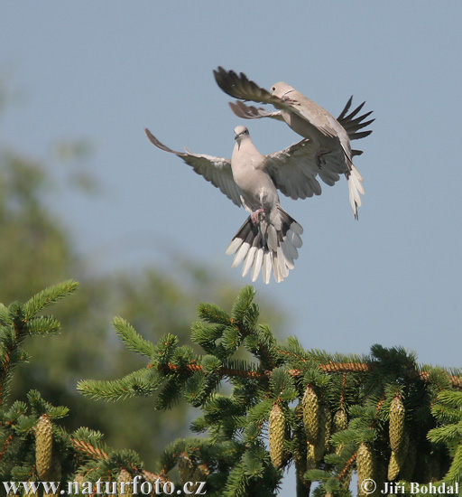 Hrdlička záhradná (Streptopelia decaocto)