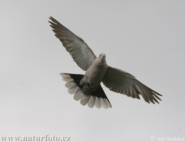 Hrdlička záhradná (Streptopelia decaocto)