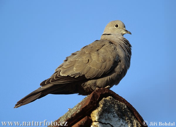 Hrdlička záhradná (Streptopelia decaocto)