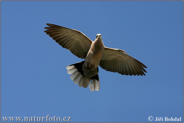 Hrdlička záhradná (Streptopelia decaocto)