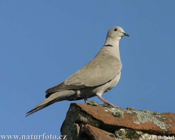 Hrdlička záhradná (Streptopelia decaocto)