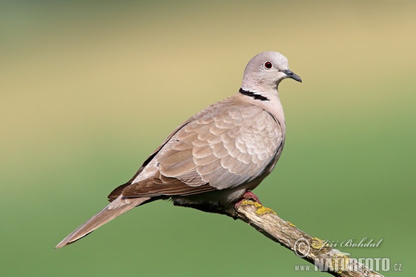 Hrdlička zahradní (Streptopelia decaocto)