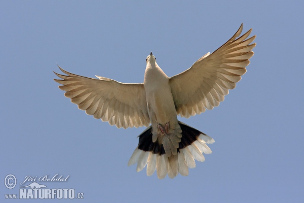 Hrdlička zahradní (Streptopelia decaocto)