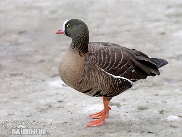 Hus piskľavá (Anser erythropus)