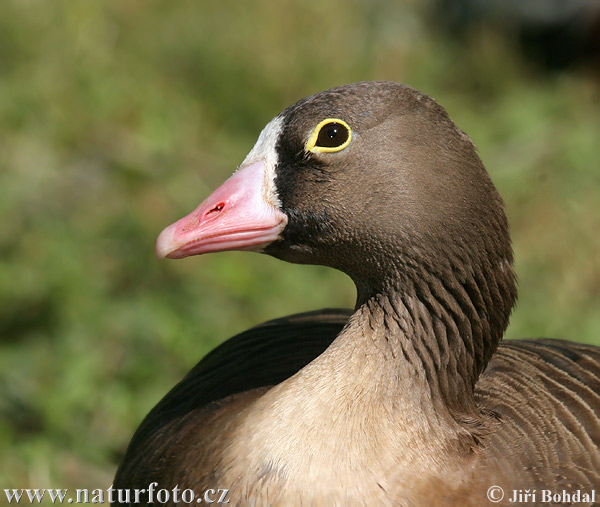 Hus piskľavá (Anser erythropus)