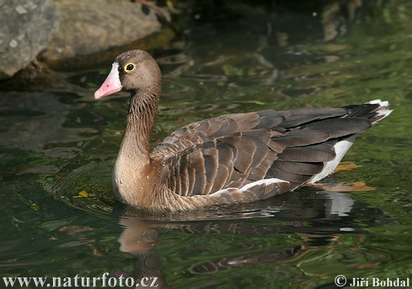 Hus piskľavá (Anser erythropus)