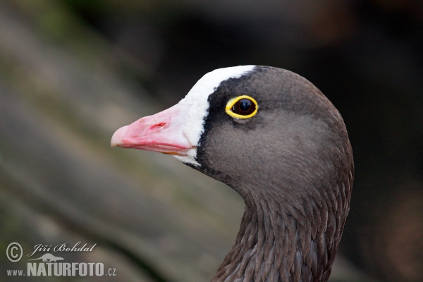 Hus piskľavá (Anser erythropus)