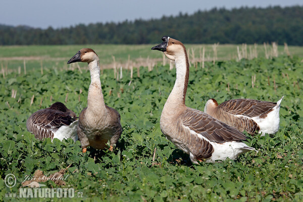 Husa labutí (Anser cygnoid f. domestica)