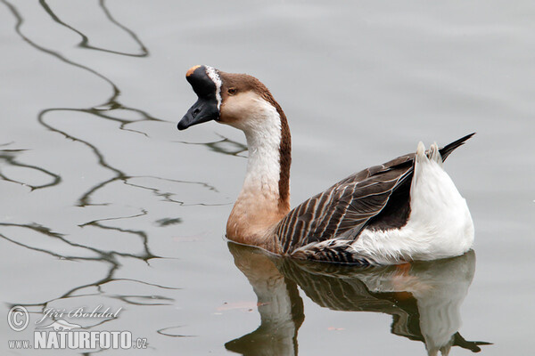 Husa labutí (Anser cygnoid f. domestica)