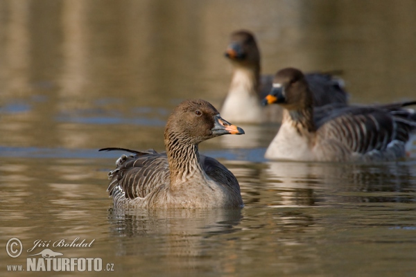 Husa tundrová (Anser serrirostris)