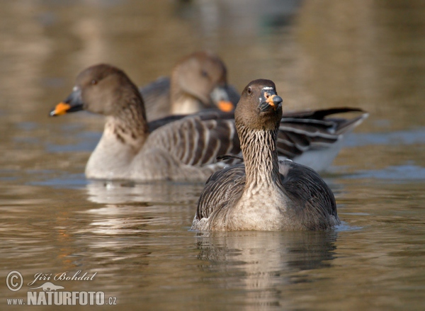 Husa tundrová (Anser serrirostris)