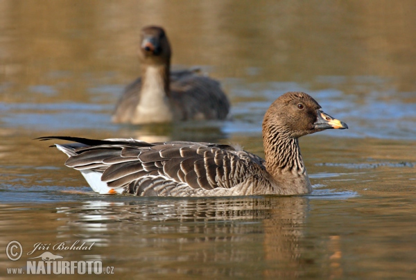 Husa tundrová (Anser serrirostris)