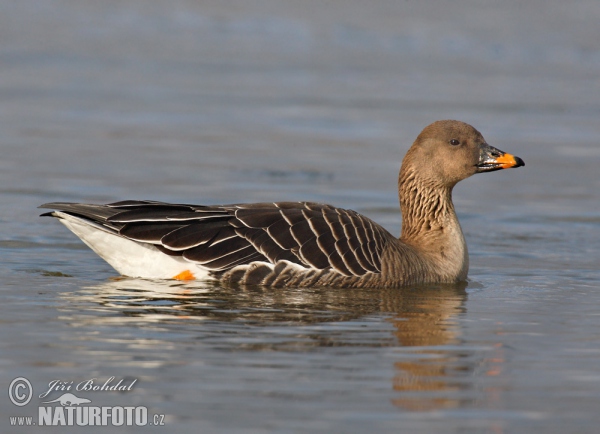 Husa tundrová (Anser serrirostris)