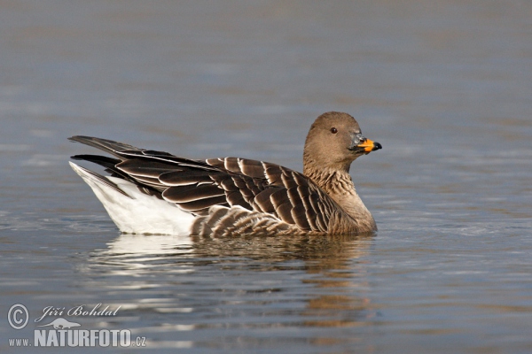 Husa tundrová (Anser serrirostris)