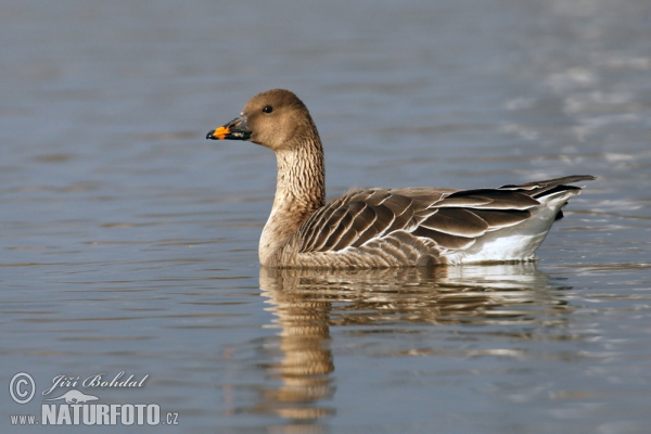 Husa tundrová (Anser serrirostris)