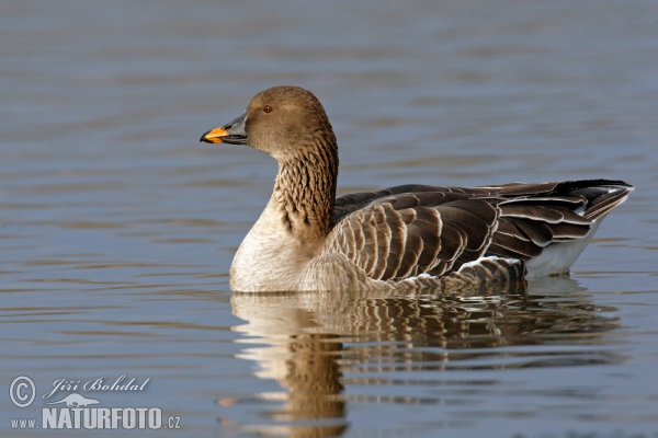 Husa tundrová (Anser serrirostris)