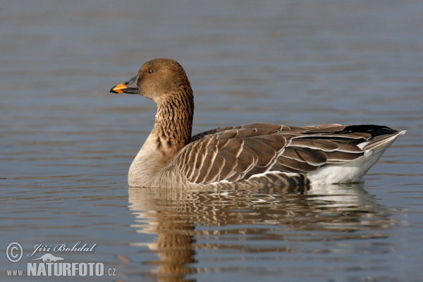 Husa tundrová (Anser serrirostris)