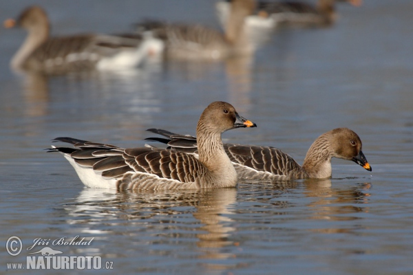 Husa tundrová (Anser serrirostris)