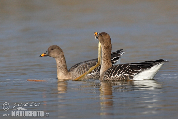 Husa tundrová (Anser serrirostris)