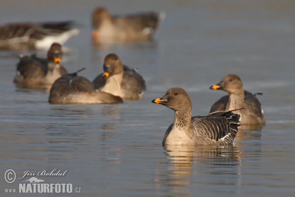 Husa tundrová (Anser serrirostris)