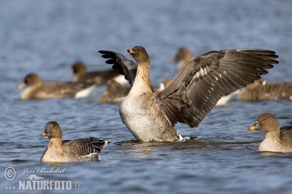 Husa tundrová (Anser serrirostris)