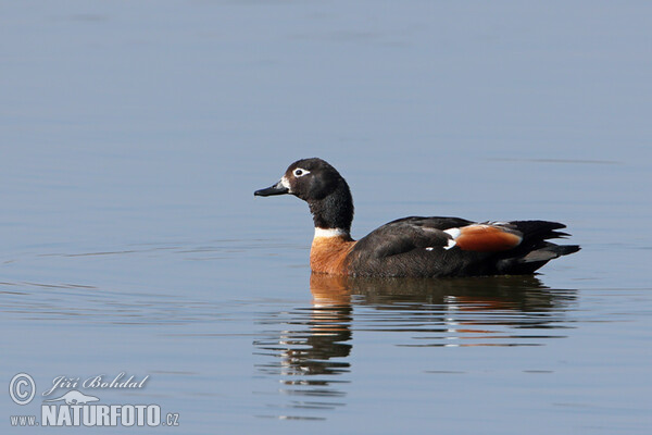 Husice australská (Tadorna tadornoides)