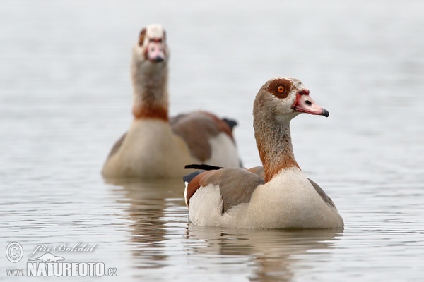 Husice egyptská (Alopochen aegyptiacus)