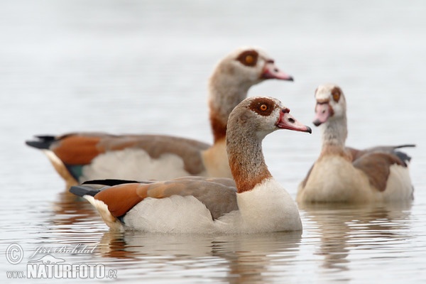 Husice egyptská (Alopochen aegyptiacus)