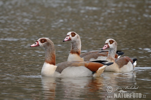 Husice egyptská (Alopochen aegyptiacus)