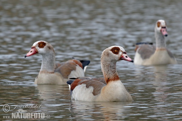 Husice egyptská (Alopochen aegyptiacus)