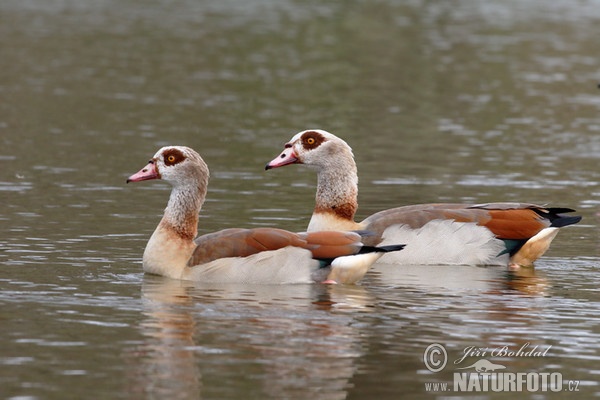 Husice egyptská (Alopochen aegyptiacus)