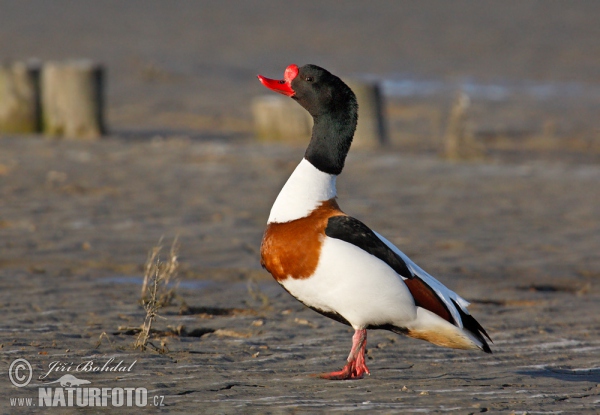 Husice liščí (Tadorna tadorna)