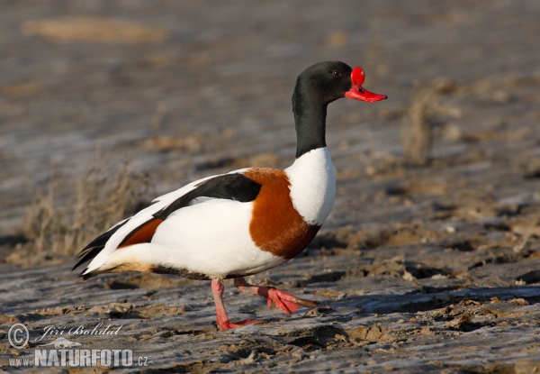 Husice liščí (Tadorna tadorna)