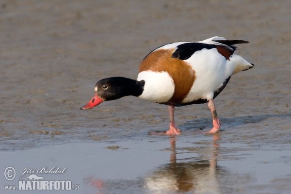 Husice liščí (Tadorna tadorna)