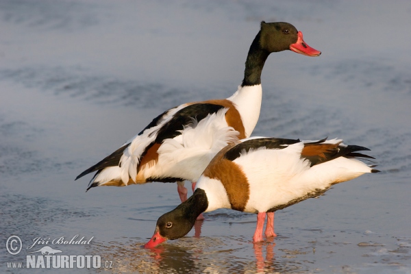 Husice liščí (Tadorna tadorna)