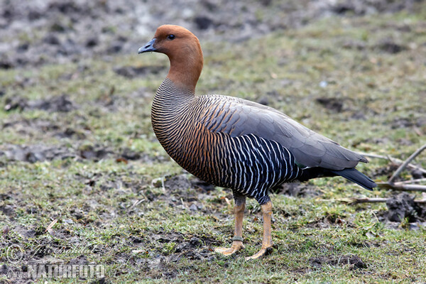 Husice magellanská (Chloephaga picta)