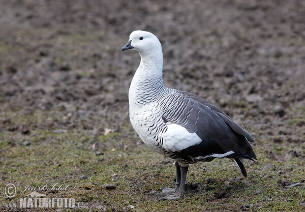 Husice magellanská (Chloephaga picta)