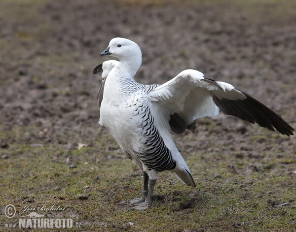 Husice magellanská (Chloephaga picta)